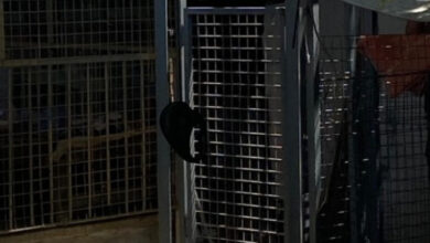 Görselde zemine düşmüş, demirden çevresi sarılı bir asansörün kapısı var.