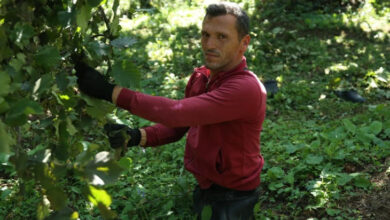 Doğuştan belden aşağısı ampute olan sporcu İmdat Yalçın, fındık ağacından fındık topluyor.