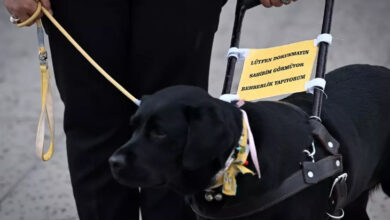 Görselde, siyah renkli bir köpek var. köpeğin tasmasını bir kişi tutuyor. Tasmayı tutan kişinin belden aşağısı görselde yer almıyor. Köpeğin sırtında sarı bir kağıda yazılı “Lütfen dokunmayın, sahibim görmüyor, rehberlik yapıyorum” yazısı yer alıyor.
