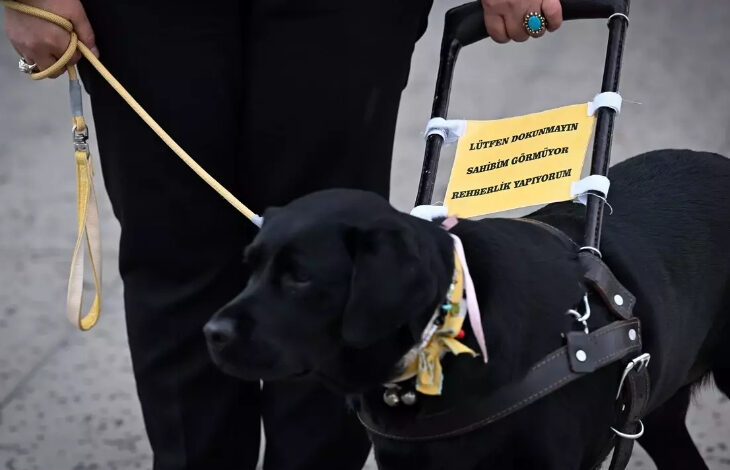 Görselde, siyah renkli bir köpek var. köpeğin tasmasını bir kişi tutuyor. Tasmayı tutan kişinin belden aşağısı görselde yer almıyor. Köpeğin sırtında sarı bir kağıda yazılı “Lütfen dokunmayın, sahibim görmüyor, rehberlik yapıyorum” yazısı yer alıyor.