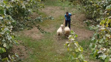 Yeşil bir alanda iki koyun ve görme engelli çoban birlikte fotoğrafta yer alıyor.
