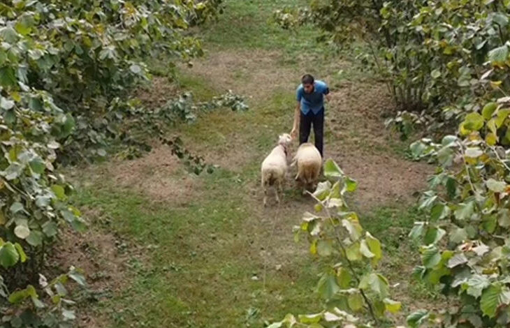 Yeşil bir alanda iki koyun ve görme engelli çoban birlikte fotoğrafta yer alıyor.
