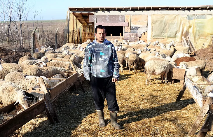 Fotoğrafta, koyunlarla dolu bir ağılda duran bir adam görülüyor. Üzerinde desenli bir kazak, siyah pantolon ve lastik çizmeler bulunuyor. Çevresinde saman kaplı bir zemin ve ahşap yemlikler var. Arkasında taş ve ahşaptan yapılmış, brandalarla kaplı bir yapı bulunuyor. Adam doğrudan kameraya bakıyor ve çevresindeki koyunlar yem yemeye devam ediyor.