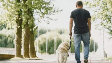Görselde, bir adam rehber köpeğiyle birlikte yolda yürürken görülüyor. Adamın elinde baston, diğer elinde ise köpeğin tasması var. Arka planda ağaçlarla çevrili, güneşli bir açık alan bulunuyor.