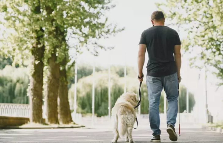 Görselde, bir adam rehber köpeğiyle birlikte yolda yürürken görülüyor. Adamın elinde baston, diğer elinde ise köpeğin tasması var. Arka planda ağaçlarla çevrili, güneşli bir açık alan bulunuyor.