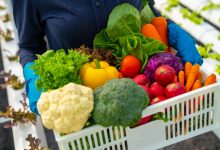 Fotoğrafta mavi eldivenli bir kişinin kucağında tuttuğu beyaz bir kasa dolusu taze sebze görülüyor. Kasada brokoli, karnabahar, havuç, sarı biber, marul, kırmızı lahana ve parlak kırmızı elmalar gibi renkli ürünler yer alıyor. Arka planda ise düzenli sıralarla yetiştirilen bitkiler dikkat çekiyor. Bu hâliyle bir serada ya da modern bir tarım alanında hasat yapılmış izlenimi veriyor.