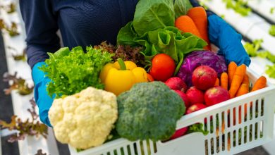 Fotoğrafta mavi eldivenli bir kişinin kucağında tuttuğu beyaz bir kasa dolusu taze sebze görülüyor. Kasada brokoli, karnabahar, havuç, sarı biber, marul, kırmızı lahana ve parlak kırmızı elmalar gibi renkli ürünler yer alıyor. Arka planda ise düzenli sıralarla yetiştirilen bitkiler dikkat çekiyor. Bu hâliyle bir serada ya da modern bir tarım alanında hasat yapılmış izlenimi veriyor.