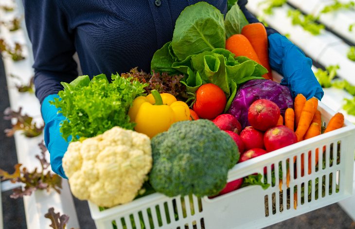 Fotoğrafta mavi eldivenli bir kişinin kucağında tuttuğu beyaz bir kasa dolusu taze sebze görülüyor. Kasada brokoli, karnabahar, havuç, sarı biber, marul, kırmızı lahana ve parlak kırmızı elmalar gibi renkli ürünler yer alıyor. Arka planda ise düzenli sıralarla yetiştirilen bitkiler dikkat çekiyor. Bu hâliyle bir serada ya da modern bir tarım alanında hasat yapılmış izlenimi veriyor.