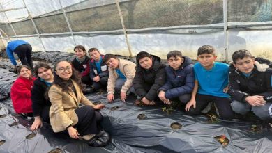 Görselde, bir seranın içinde yan yana dizilmiş çocuklar ve bir öğretmen görülüyor. Toprağı örtülü alanda birlikte çilek fidesi dikiyorlar. Sahne, okul bahçesinde yapılan ortak bir tarım etkinliğini ve dayanışma havasını yansıtıyor.