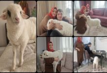 Bir kolajda, ev ortamında bakılan beyaz bir kuzu ve onunla ilgilenen anne-oğul görülüyor; kuzu koltukta, salonda ve odalarda ailenin bir ferdi gibi şefkatle taşınıp besleniyor.