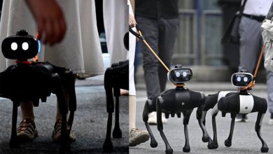 Görselde, küçük boyutlu, dört ayaklı robot köpekler yer alıyor. Gövdeleri siyah, kompakt ve mekanik bir tasarıma sahip. Ön kısımlarında iki yuvarlak ışık bulunuyor; bu ışıklar göz benzeri bir görünüm veriyor. Sol tarafta, bir robot köpek bir kişi tarafından tasma ile yürütülüyor. Kişi spor ayakkabı ve açık renk bir etek giymiş. Robot köpek onun yanında düzenli şekilde ilerliyor. Sağ tarafta, iki robot köpek yine tasma ile yürütülüyor. Çevrede birkaç insan var ve ortam açık hava bir sokak gibi görünüyor. Robotlar yan yana, senkronize biçimde hareket ediyor. Genel olarak resim, insan–robot etkileşimini, özellikle de robot köpeklerin günlük yaşamda yürüyüşe çıkarılabilecek kadar gelişmiş olduğunu gösteren bir sahne sunuyor.