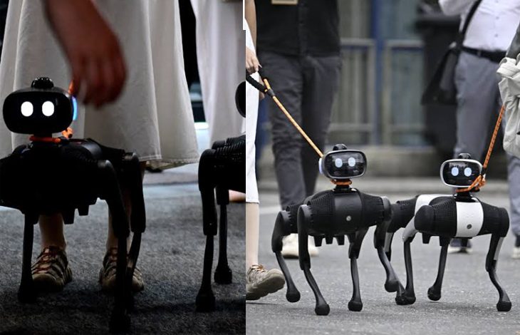 Görselde, küçük boyutlu, dört ayaklı robot köpekler yer alıyor. Gövdeleri siyah, kompakt ve mekanik bir tasarıma sahip. Ön kısımlarında iki yuvarlak ışık bulunuyor; bu ışıklar göz benzeri bir görünüm veriyor. Sol tarafta, bir robot köpek bir kişi tarafından tasma ile yürütülüyor. Kişi spor ayakkabı ve açık renk bir etek giymiş. Robot köpek onun yanında düzenli şekilde ilerliyor. Sağ tarafta, iki robot köpek yine tasma ile yürütülüyor. Çevrede birkaç insan var ve ortam açık hava bir sokak gibi görünüyor. Robotlar yan yana, senkronize biçimde hareket ediyor. Genel olarak resim, insan–robot etkileşimini, özellikle de robot köpeklerin günlük yaşamda yürüyüşe çıkarılabilecek kadar gelişmiş olduğunu gösteren bir sahne sunuyor.